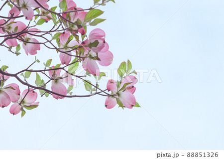 おだやかな晴れ間と色鮮やかなハナミズキの花 88851326
