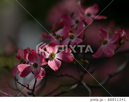おだやかな晴れ間と色鮮やかなハナミズキの花 おだやかな晴れ間と色鮮やかなハナミズキの花 88851341