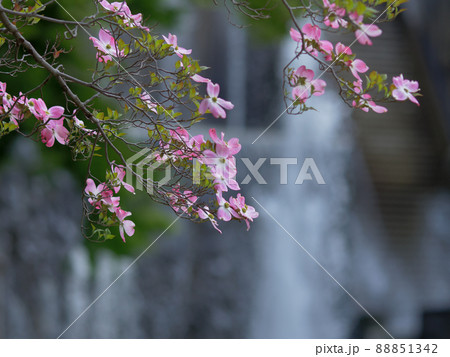 おだやかな晴れ間と色鮮やかなハナミズキの花 おだやかな晴れ間と色鮮やかなハナミズキの花 88851342