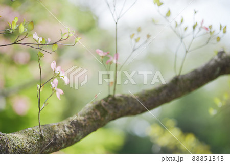 おだやかな晴れ間と色鮮やかなハナミズキの花 おだやかな晴れ間と色鮮やかなハナミズキの花 88851343