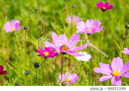 コスモスに止まるミツバチ 88851599