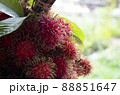 Fresh fruit red rambutan delicious fruit from Asian, sweety and freshness 88851647