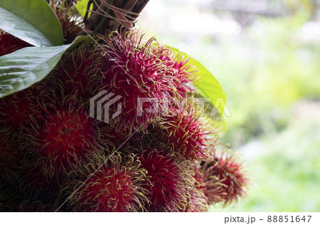 Fresh fruit red rambutan delicious fruit from Asian, sweety and freshness Fresh fruit red rambutan delicious fruit from Asian, sweety and freshness 88851647