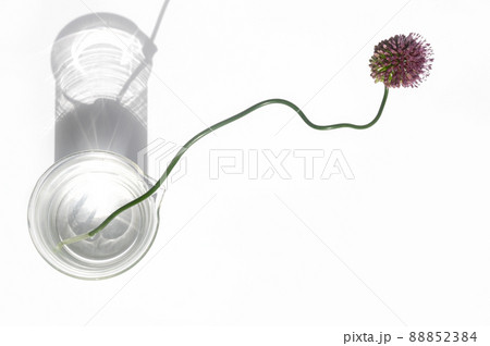 丹頂アリウム 丹頂アリウム 88852384