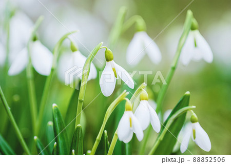 Spring flowers background, white snowdrops closeup and green grass 88852506