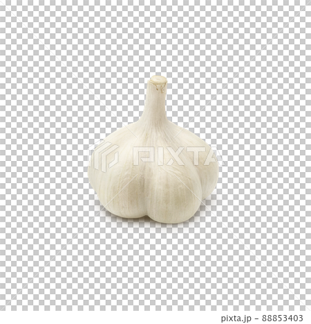 大蒜大蒜插圖單獨 88853403