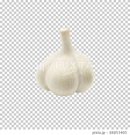 大蒜大蒜插圖單獨 88853405