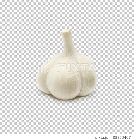 Garlic garlic illustration alone Garlic garlic illustration alone 88853407