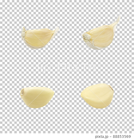 Garlic garlic illustration real set Garlic garlic illustration real set 88853569