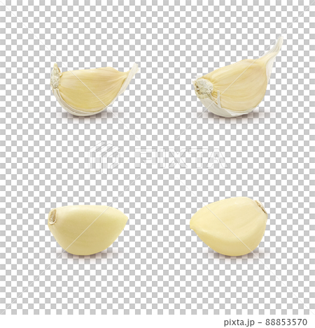 Garlic garlic illustration real set 88853570