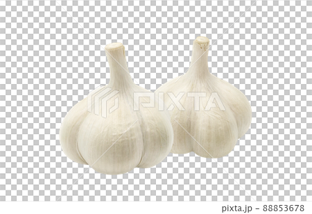 Garlic garlic illustration real set 88853678