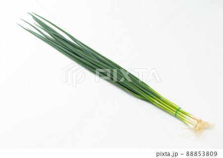 葉ねぎ 白バック 葉ねぎ 白バック 88853809