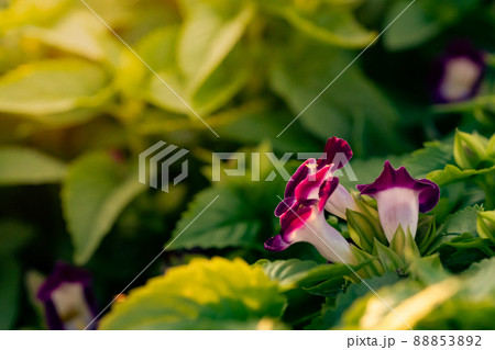 Torenia flower with purple color in garden. Warm feeling sunlight shining through. Tropical plants with freshness. sunset time. 88853892