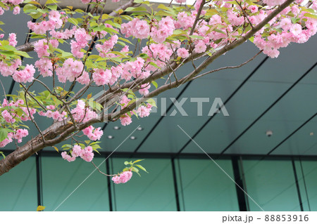 都会に咲く八重桜(関山)とビル 都会に咲く八重桜(関山)とビル 88853916