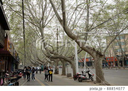 中国河南省鄭州市内の美しい風景 中国河南省鄭州市内の美しい風景 88854077