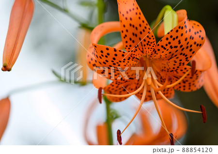 オニウリの花「クローズアップ」新緑・初夏イメージ オニウリの花「クローズアップ」新緑・初夏イメージ 88854120