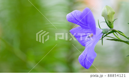 モモノハギキョウの花「クローズアップ」新緑・初夏イメージ モモノハギキョウの花「クローズアップ」新緑・初夏イメージ 88854121