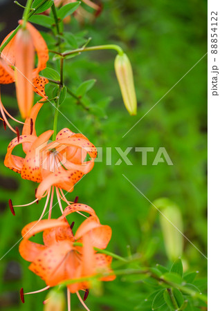 オニウリの花「クローズアップ」新緑・初夏イメージ オニウリの花「クローズアップ」新緑・初夏イメージ 88854122