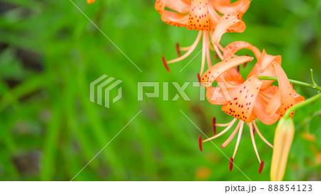 オニウリの花「クローズアップ」新緑・初夏イメージ オニウリの花「クローズアップ」新緑・初夏イメージ 88854123