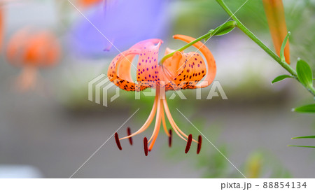 オニウリの花「クローズアップ」新緑・初夏イメージ 88854134