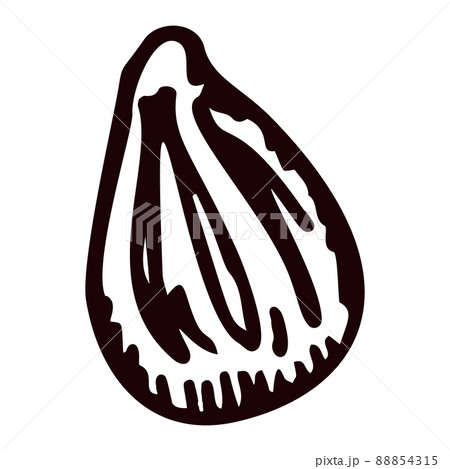 Engraving seed of lemon isolated on white background. Hand drawn lemon or lime stone. 88854315
