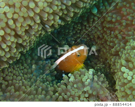 セジロクマノミとセンジュイソギンチャク 沖縄・石垣伊原間湾海底 セジロクマノミとセンジュイソギンチャク 沖縄・石垣伊原間湾海底 88854414