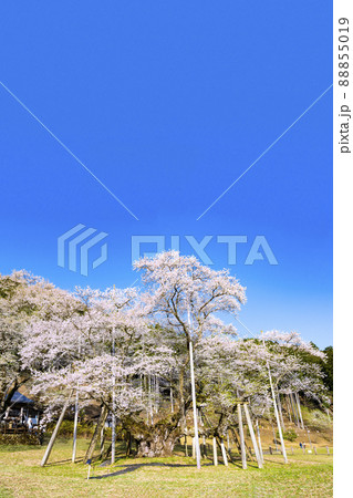 根尾谷淡墨桜 88855019