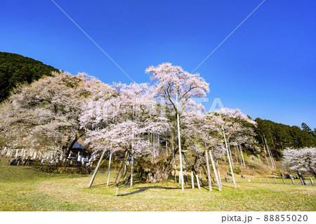 根尾谷淡墨桜 88855020