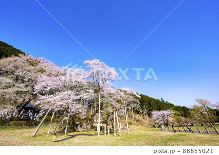 根尾谷淡墨桜 88855021