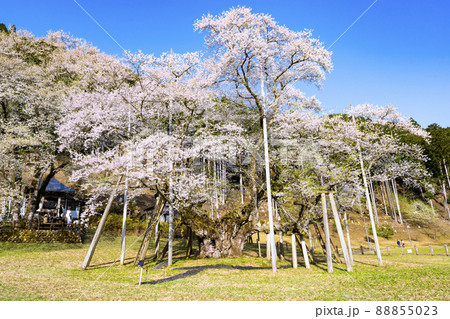 根尾谷淡墨桜 88855023