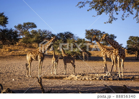 Giraffes in Kgalagadi transfrontier park, South Africa Giraffes in Kgalagadi transfrontier park, South Africa 88856340