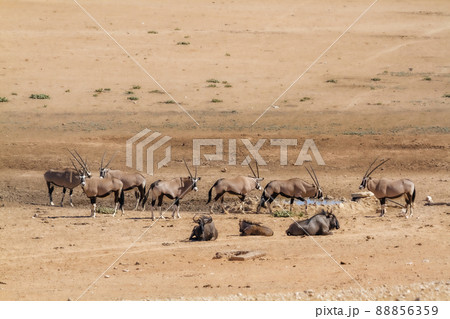 South African Oryx and blue wildebeest in Kgalagadi transfrontier park, South Africa 88856359