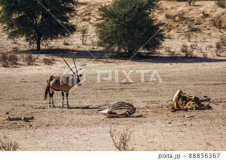 South African Oryx in Kgalagadi transfrontier park, South Africa 88856367