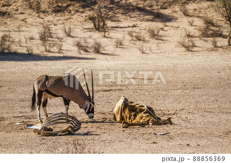 South African Oryx in Kgalagadi transfrontier park, South Africa 88856369