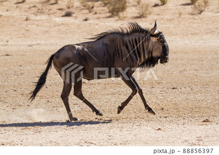 Blue wildebeest in Kgalagadi transfrontier park, South Africa Blue wildebeest in Kgalagadi transfrontier park, South Africa 88856397