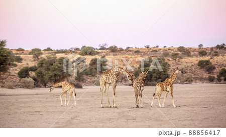 Giraffe in Kgalagadi transfrontier park, South Africa 88856417