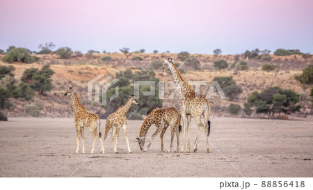 Giraffe in Kgalagadi transfrontier park, South Africa 88856418