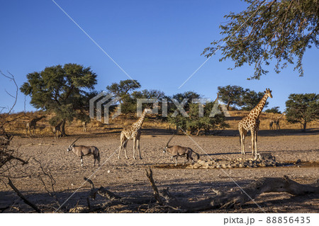 Giraffes and South African Oryx in Kgalagadi transfrontier park, South Africa 88856435