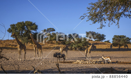 Giraffes in Kgalagadi transfrontier park, South Africa Giraffes in Kgalagadi transfrontier park, South Africa 88856440