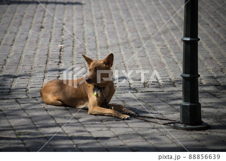 Portrait of attached dog waiting in the street in front of store Portrait of attached dog waiting in the street in front of store 88856639