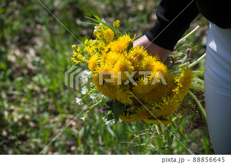Closeup of wild flowers in hand of young woman in a meadow Closeup of wild flowers in hand of young woman in a meadow 88856645