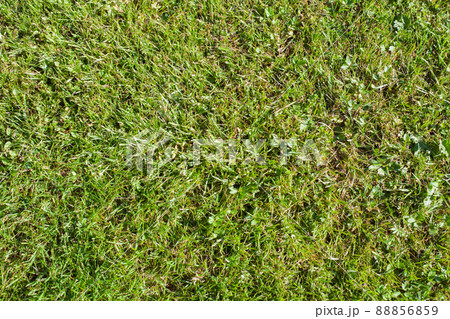Ground covered with green grass on a sunny summer day, top view Ground covered with green grass on a sunny summer day, top view 88856859