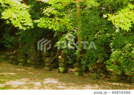 実相院の石庭の灯篭と青もみじ 88856986