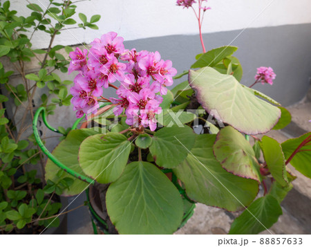 Bergenia crassifolia or elephant-eared saxifrage or badan 88857633