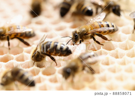 Beekeeping bee honey beeswax in apiary closeup Beekeeping bee honey beeswax in apiary closeup 88858071