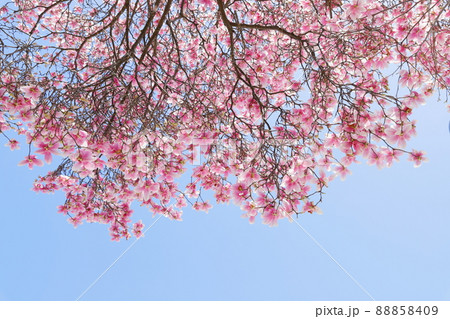 青空背景の紫木蓮 88858409