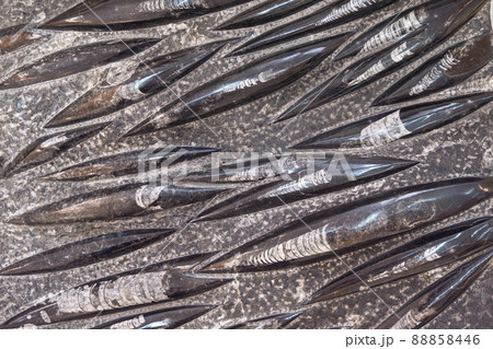 close-up of fossilized cephalopods. Devonian. Background texture, close-up close-up of fossilized cephalopods. Devonian. Background texture, close-up 88858446