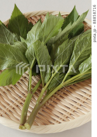 ざるにのったあしたば ざるにのったあしたば 88858716