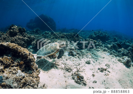 Green sea turtle swim underwater at the deep over coral reef in ocean. Green sea turtle swim underwater at the deep over coral reef in ocean. 88858863