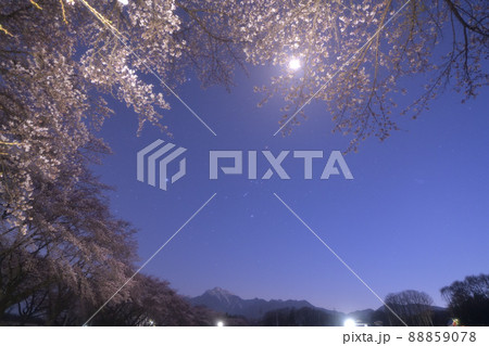 北杜市長坂町、満開の蕪の桜並木と冬の星座（オリオン座・おうし座・冬の大三角） 88859078